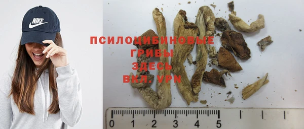 ГАЛЛЮЦИНОГЕННЫЕ ГРИБЫ Ельня