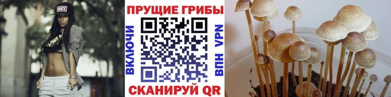 Псилоцибиновые грибы прущие грибы  Купить закладки  Верхотурье 